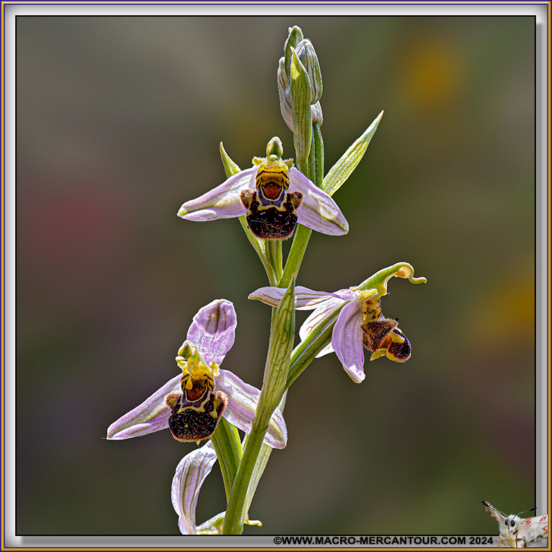 Ophrys Abeille